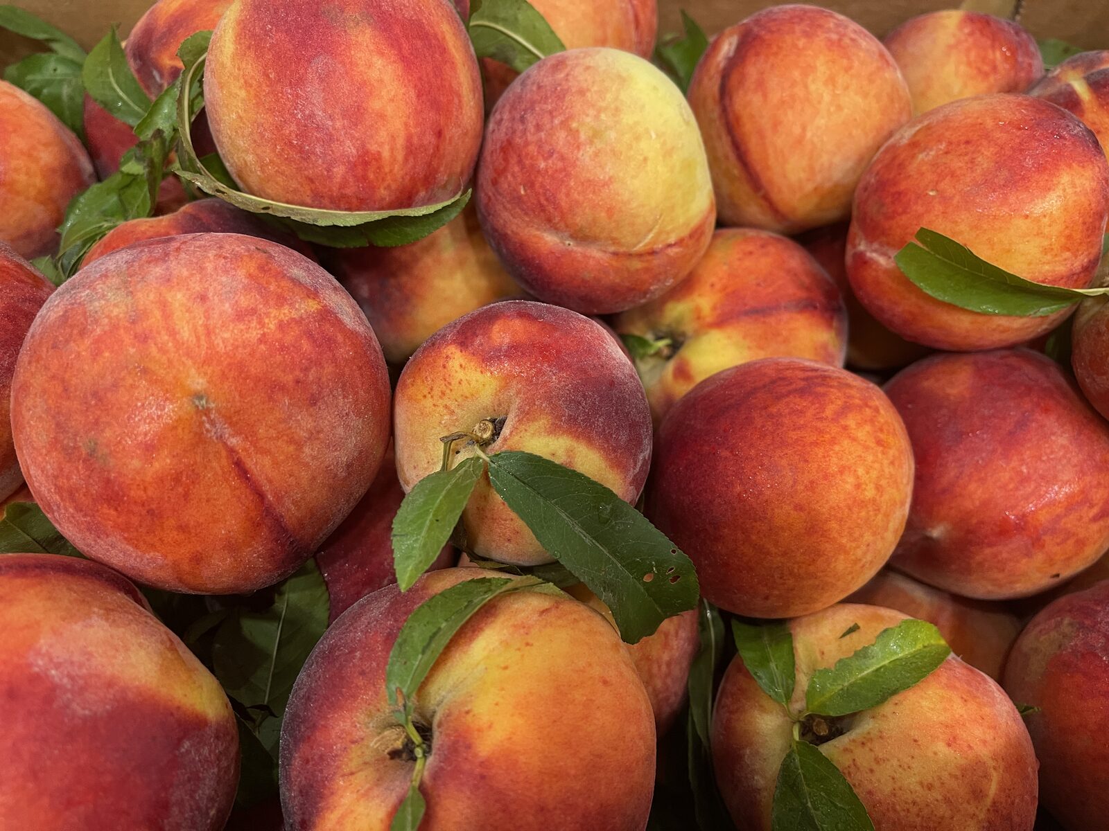 Fresh sun-ripened peaches from Farm on Central